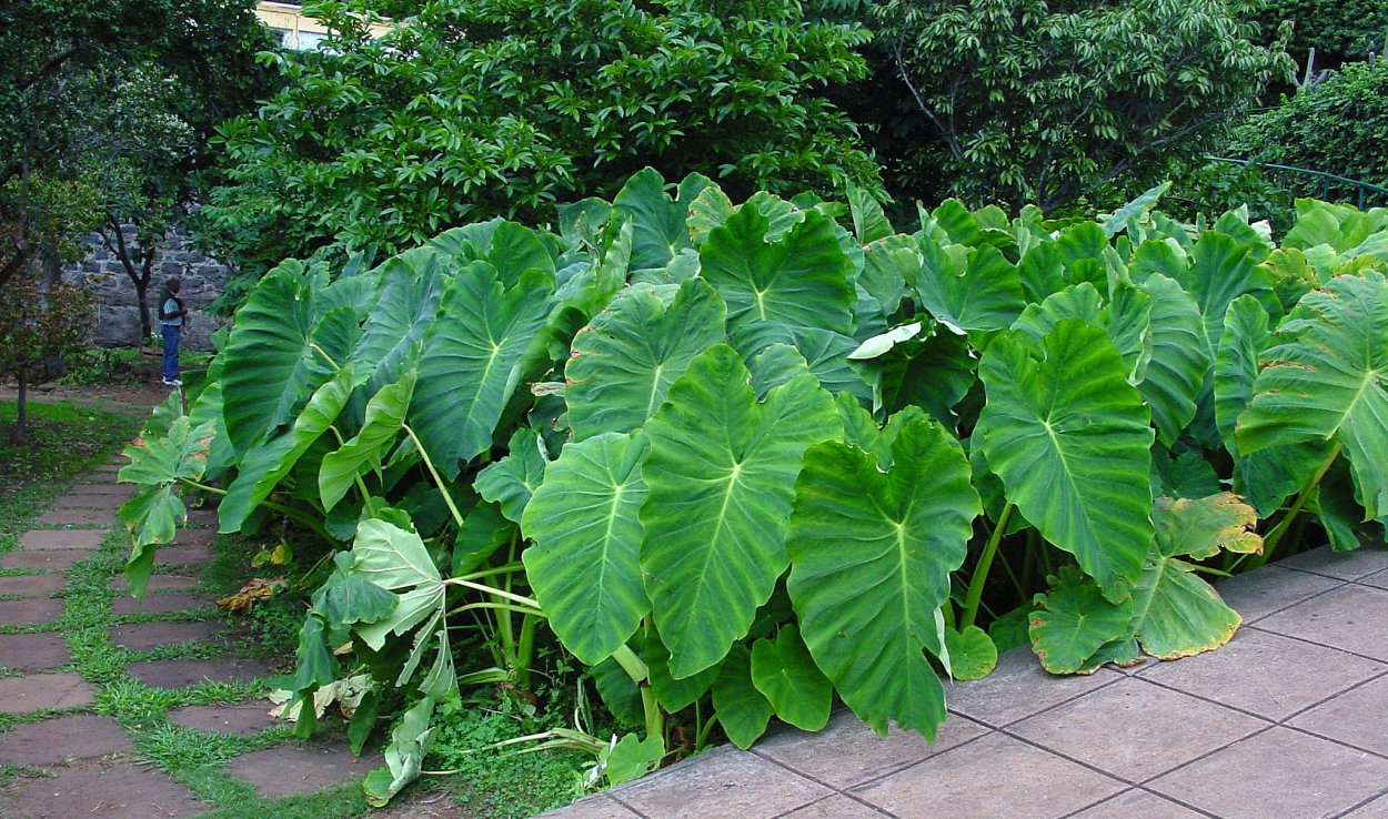 Колоказия эскулента