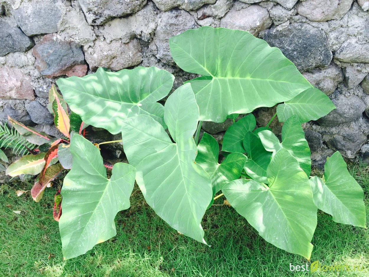 Колоказия Фонтанезия