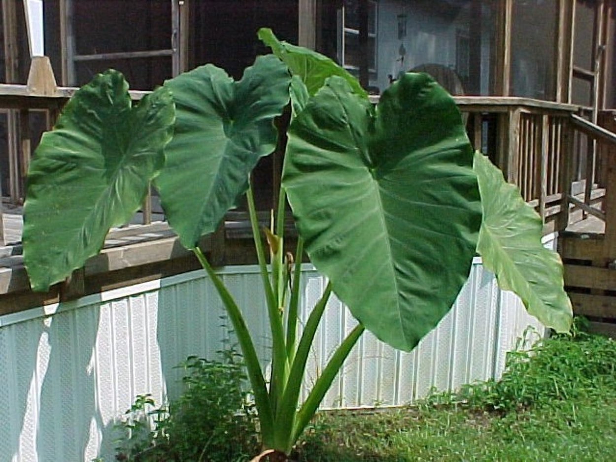 Алоказия Элефант