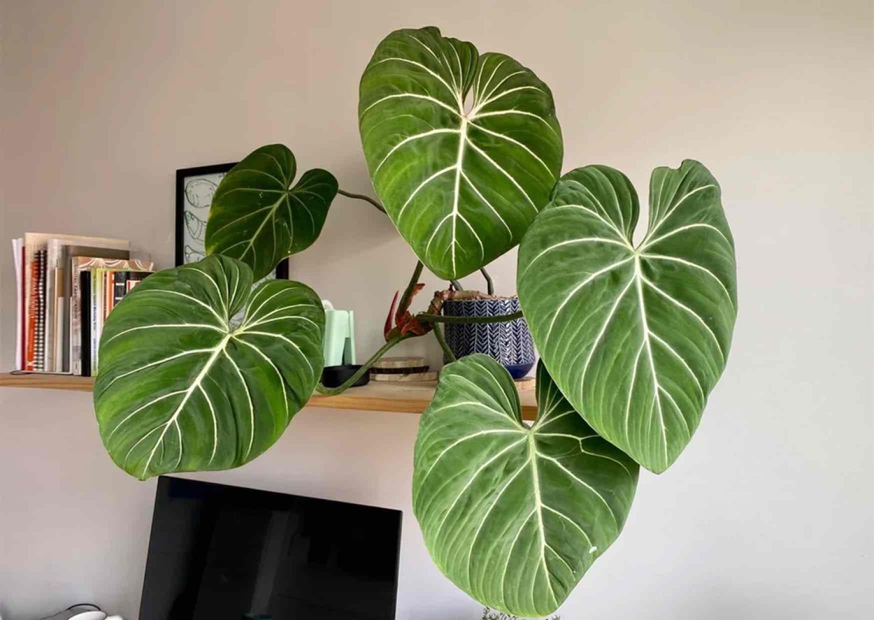 Филодендрон или алоказия