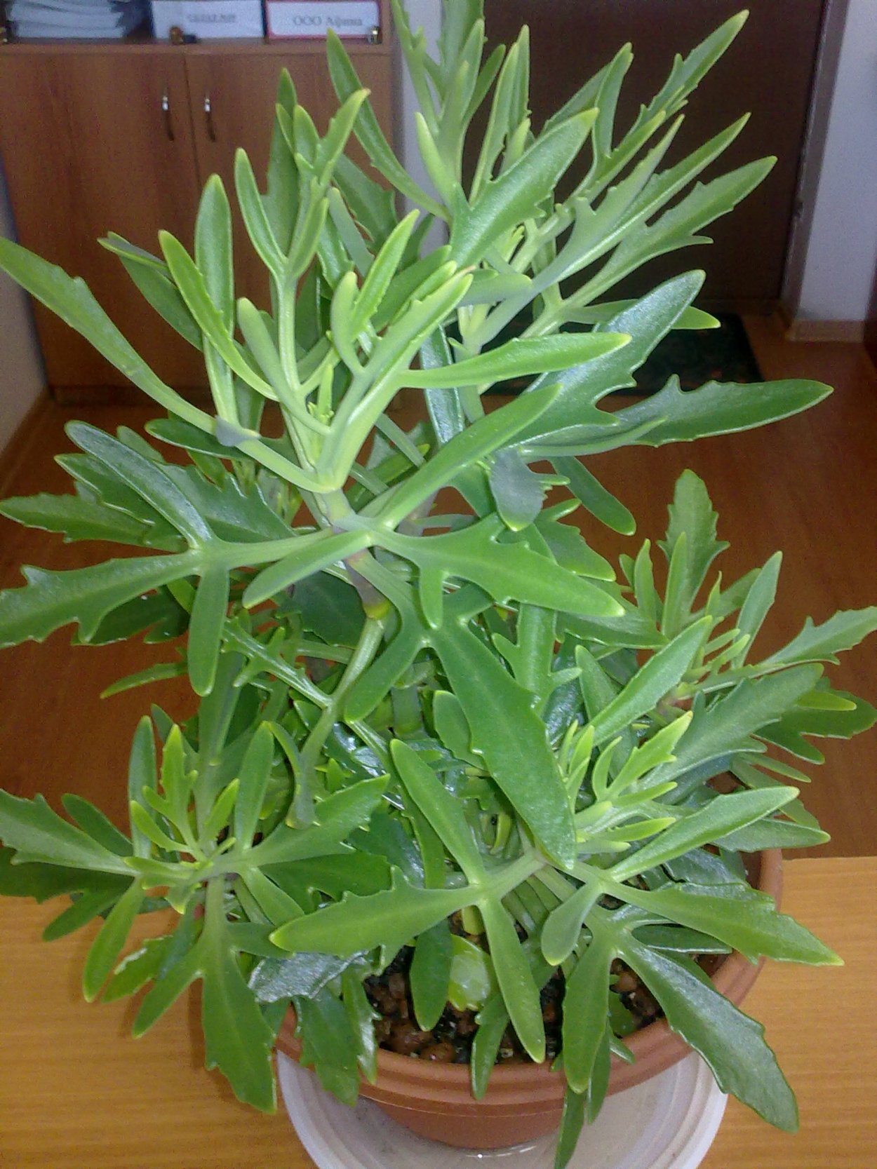 Каланхоэ Оленьи рога