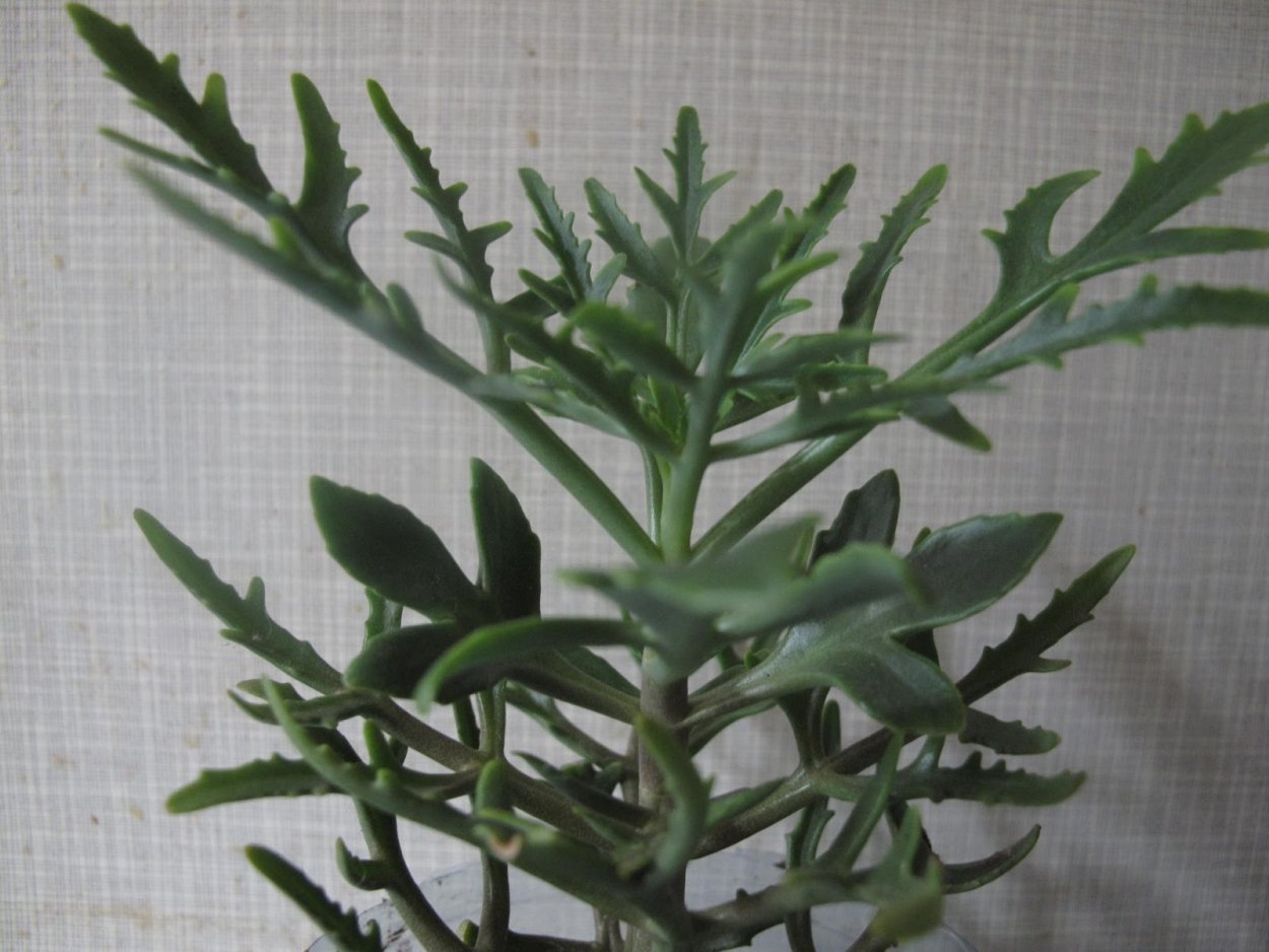 Молочай Оленьи рожки