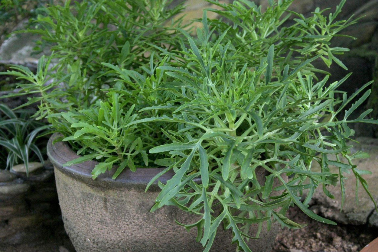 Каланхоэ Лациниата