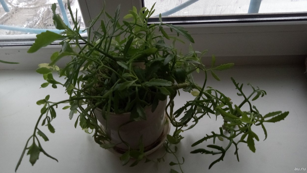 Оленьи рога цветок