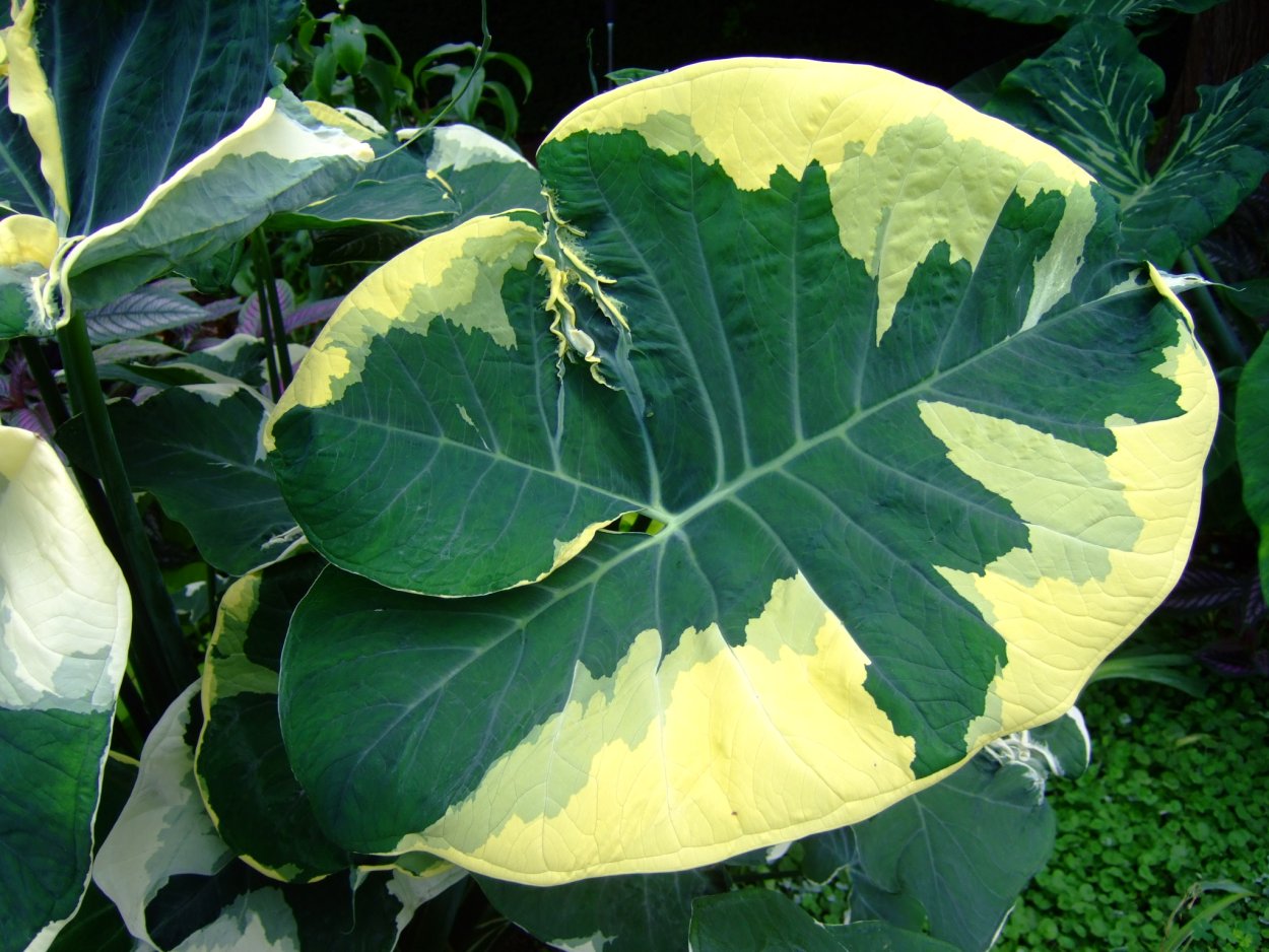 Алоказия Ксантозома Микки Маус