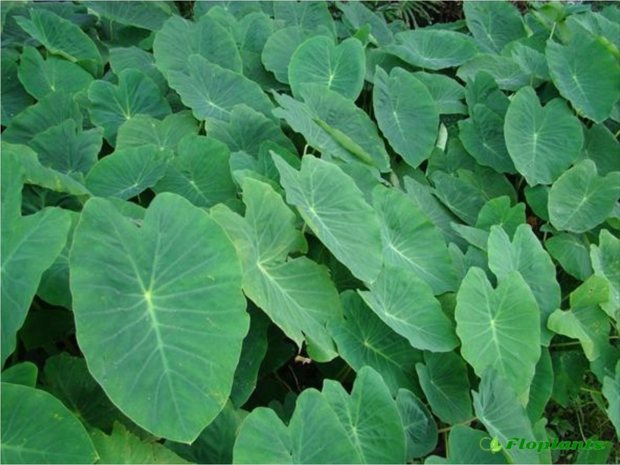 Xanthosoma sagittifolium albomarginata