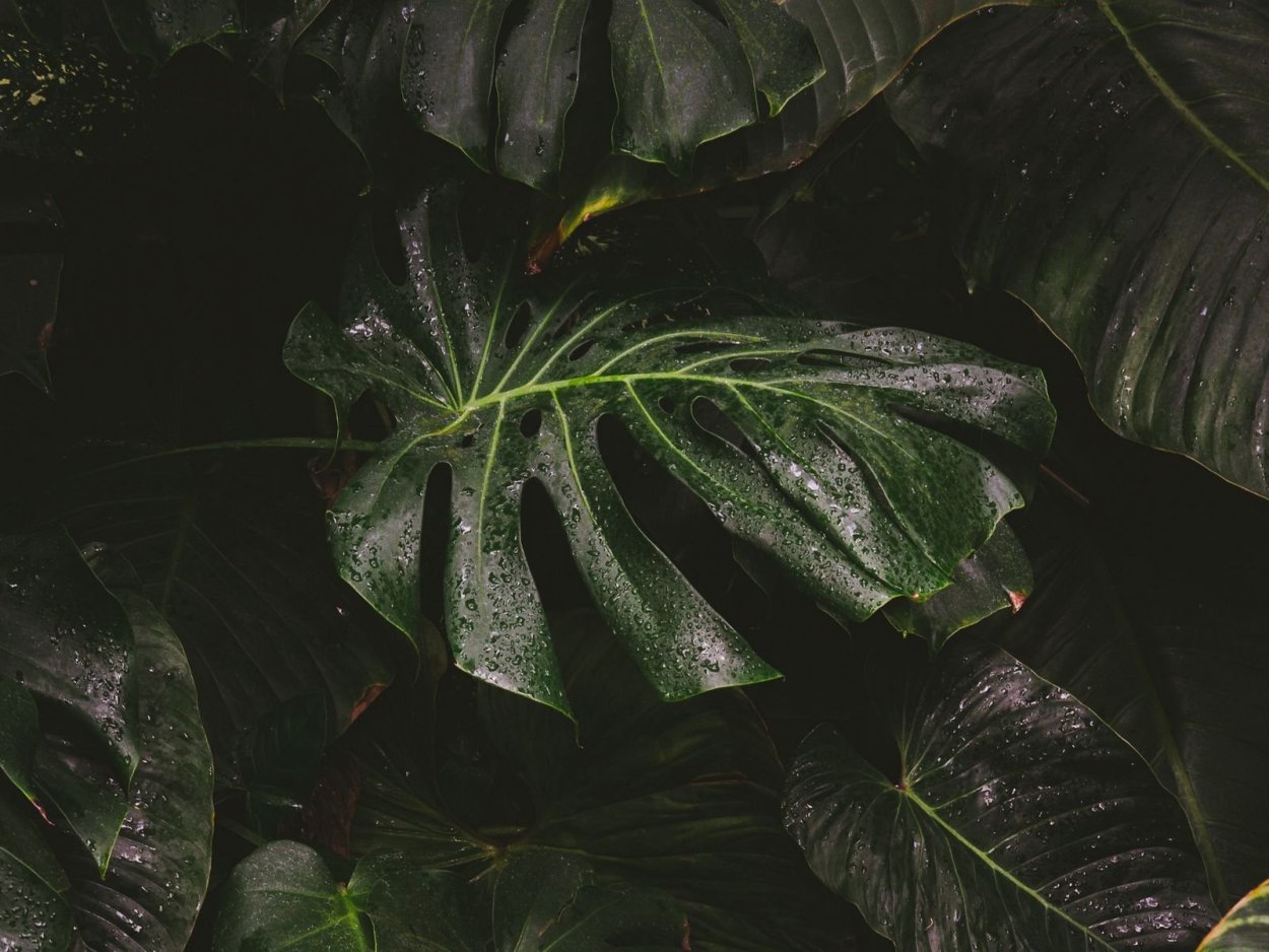 Монстера на темном фоне