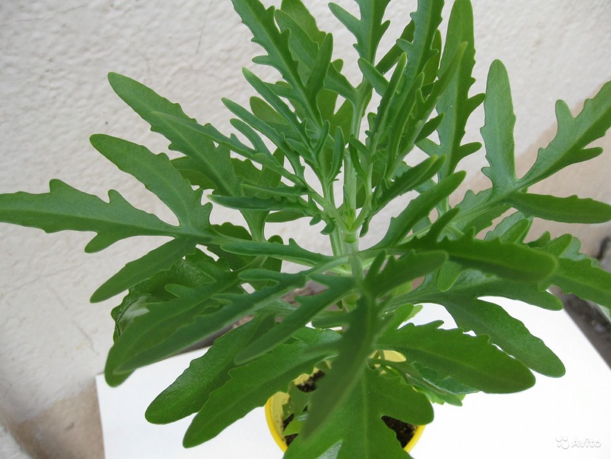 Каланхоэ Оленьи рожки Южная Америка