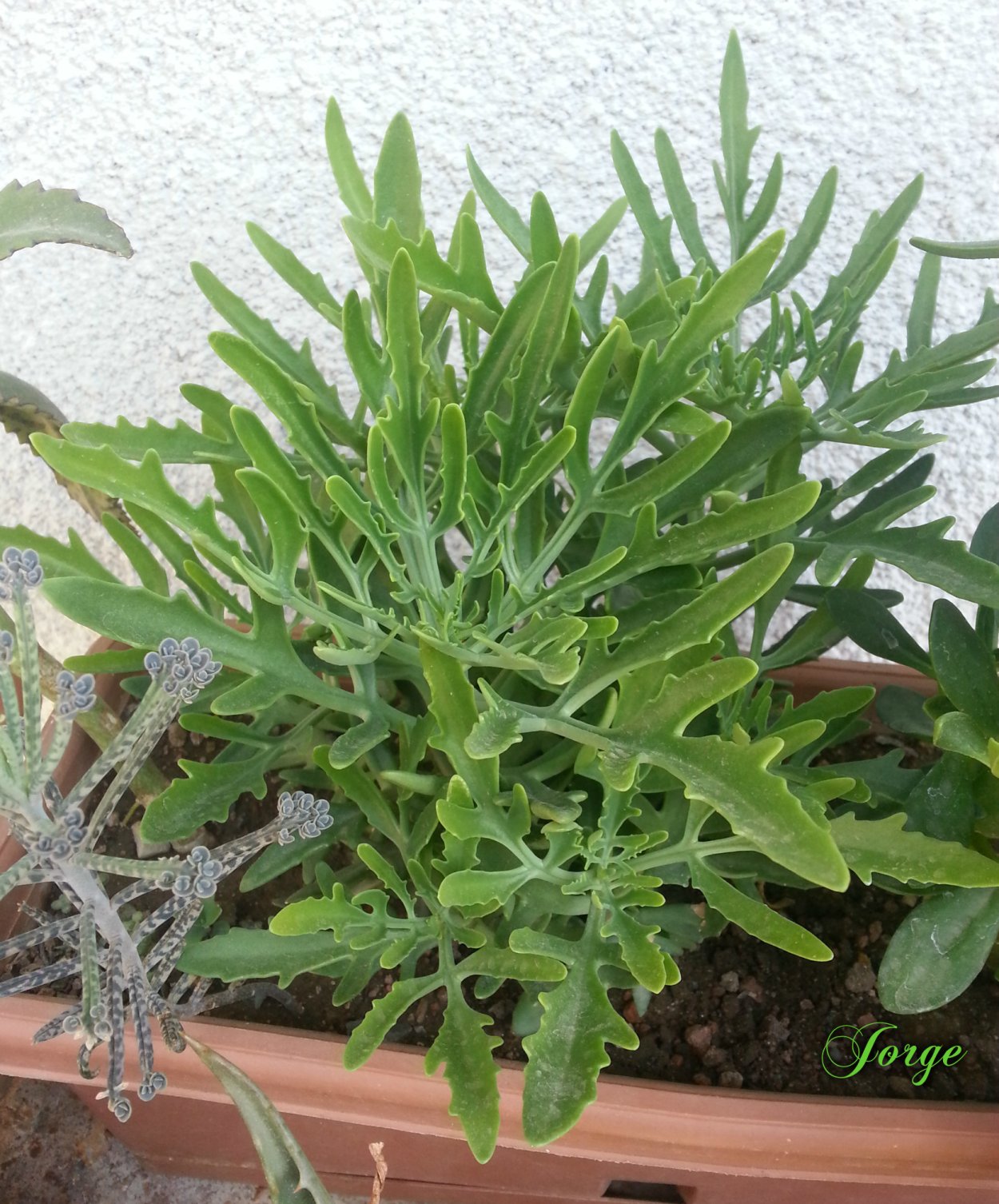 Каланхоэ Лациниата