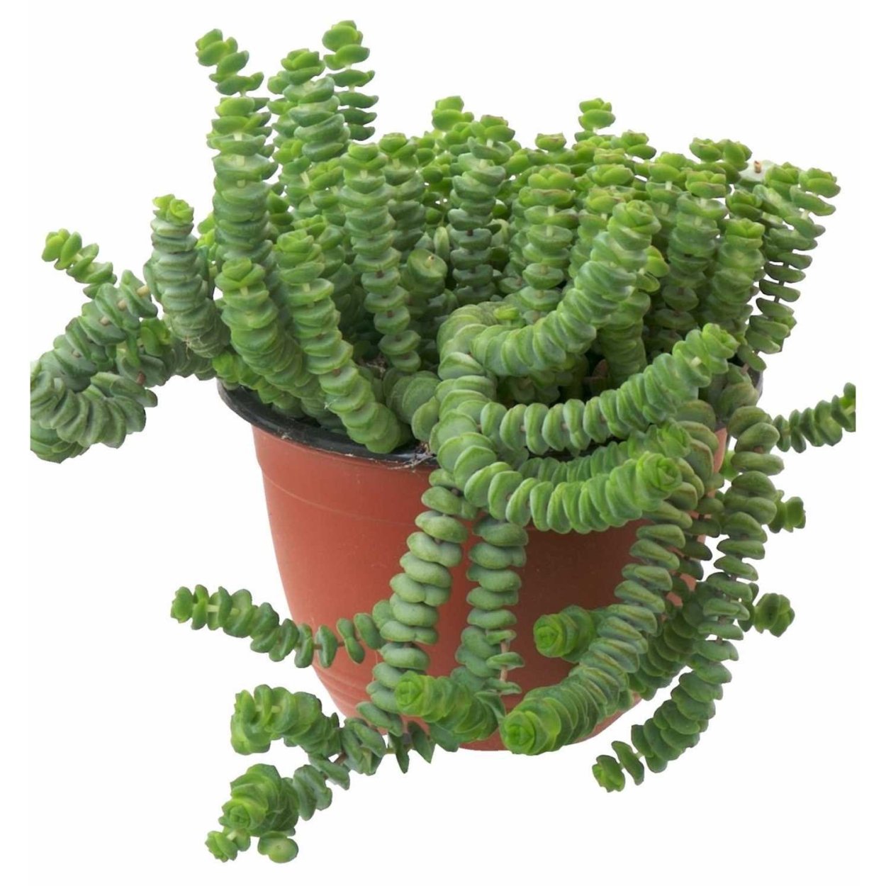 Crassula Hottentot