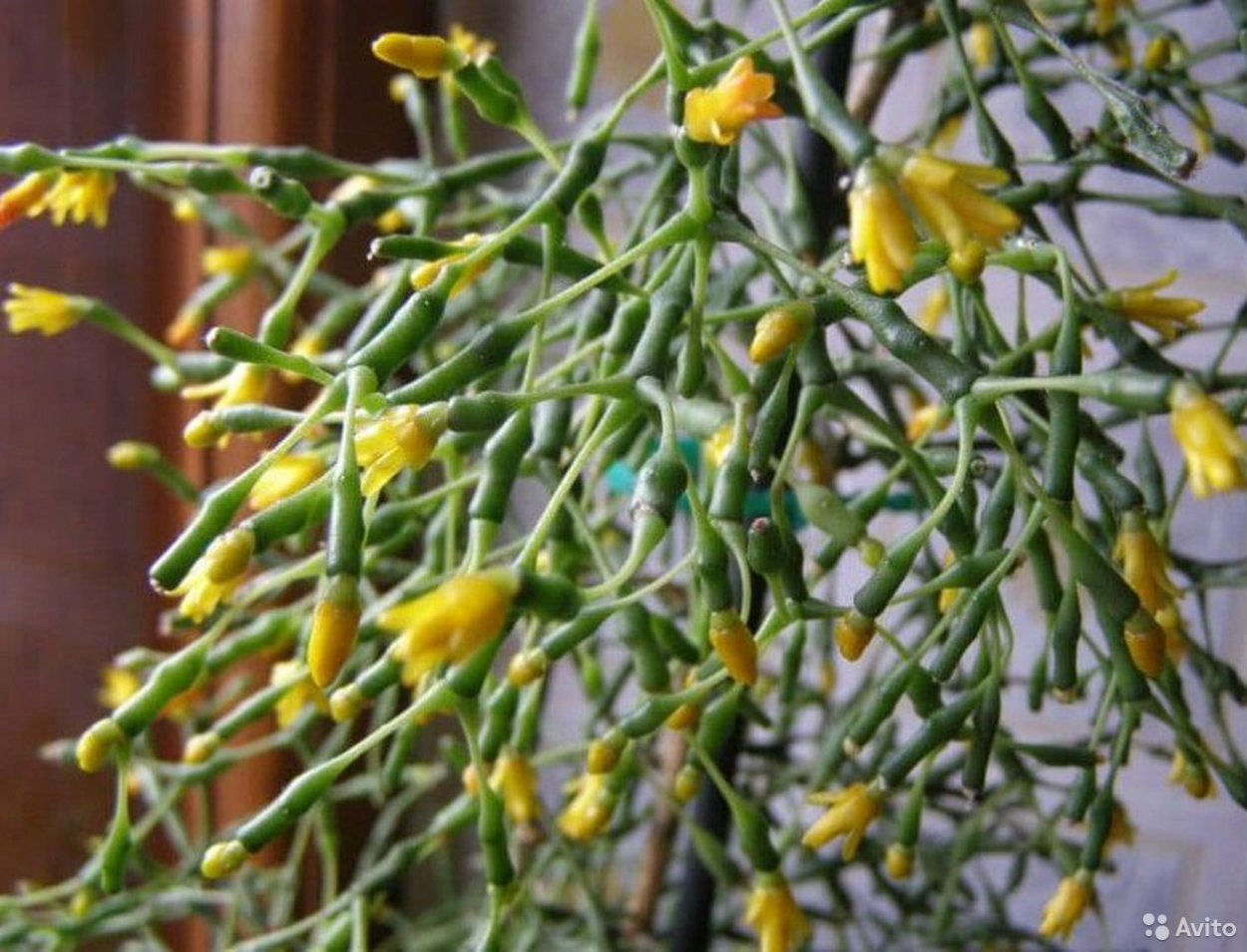 Суккулент хатиора