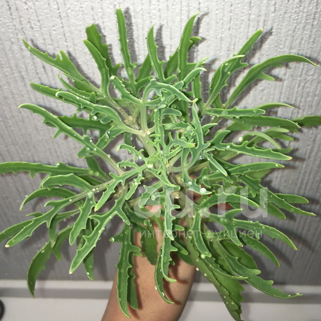 Каланхоэ Оленьи рога