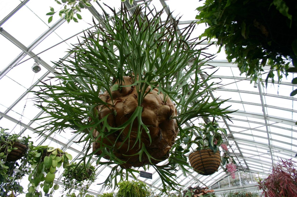 Плацентуриум папоротни