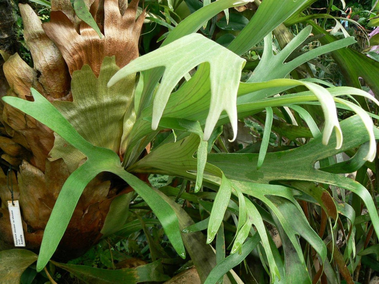 Папоротник Оленьи рога Платицериум