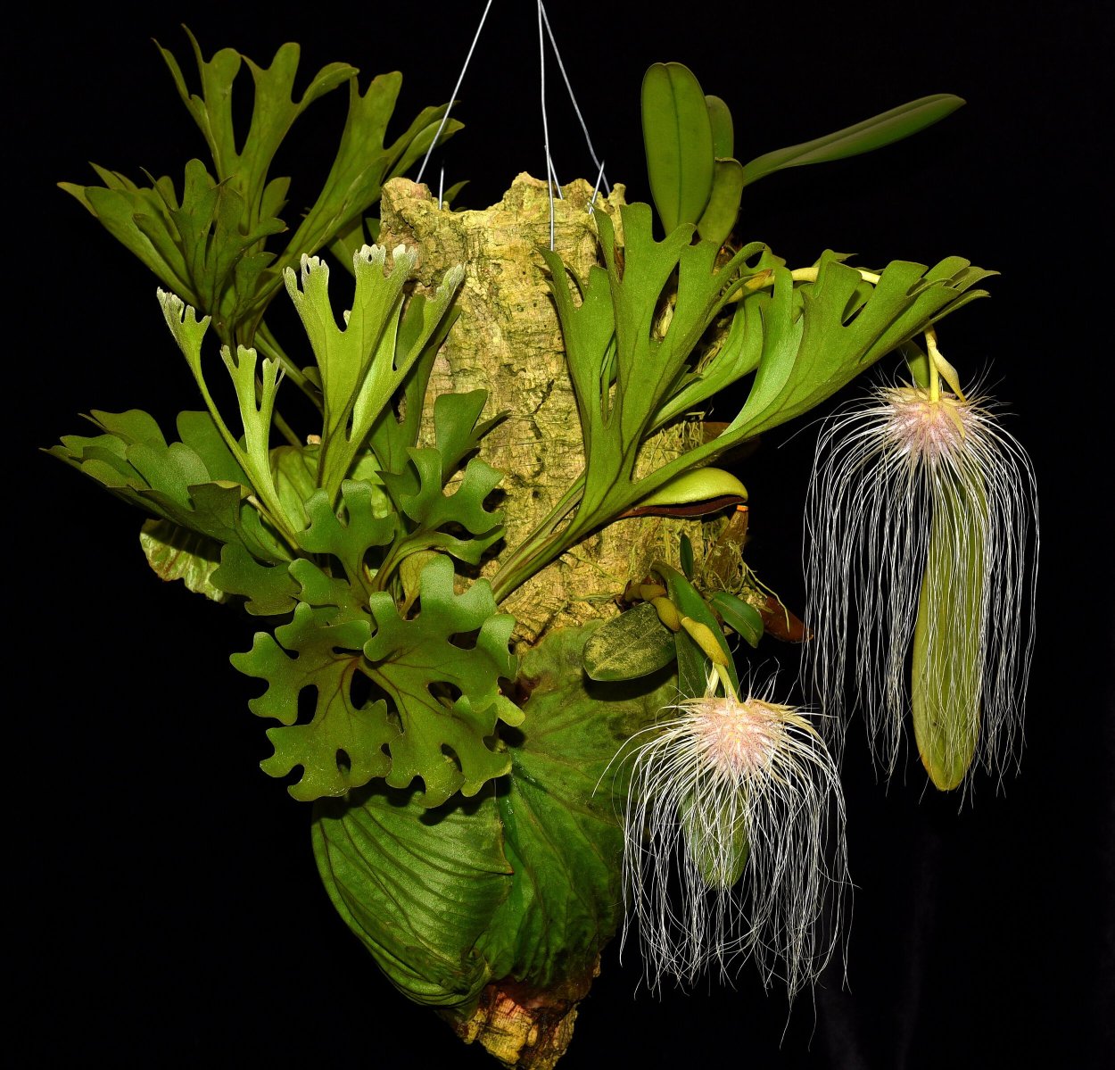 Bulbophyllum acuminatum
