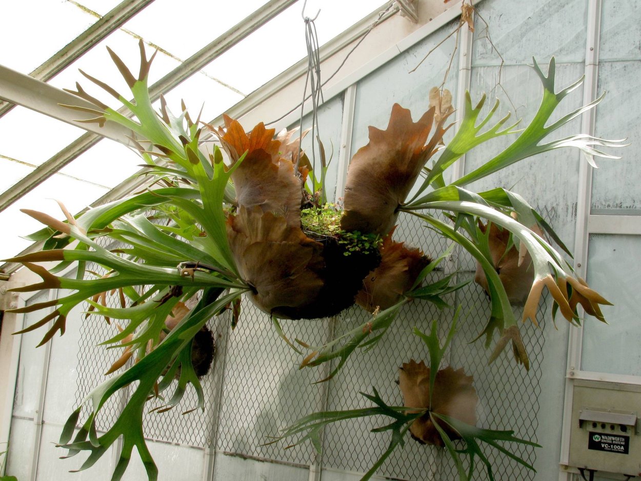 Платицериум суберта улитка