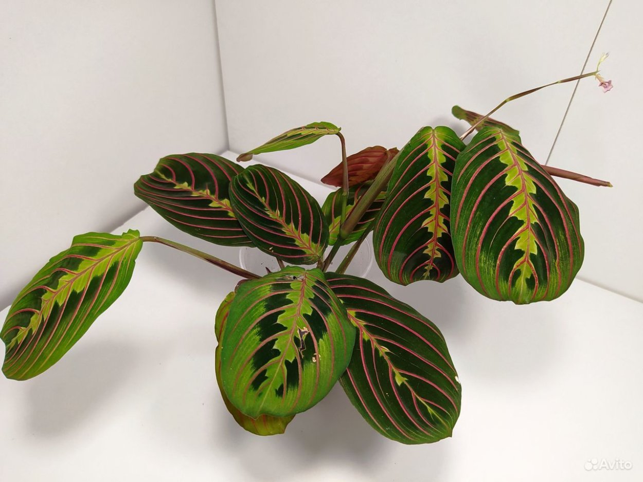 Калатея Maui Queen