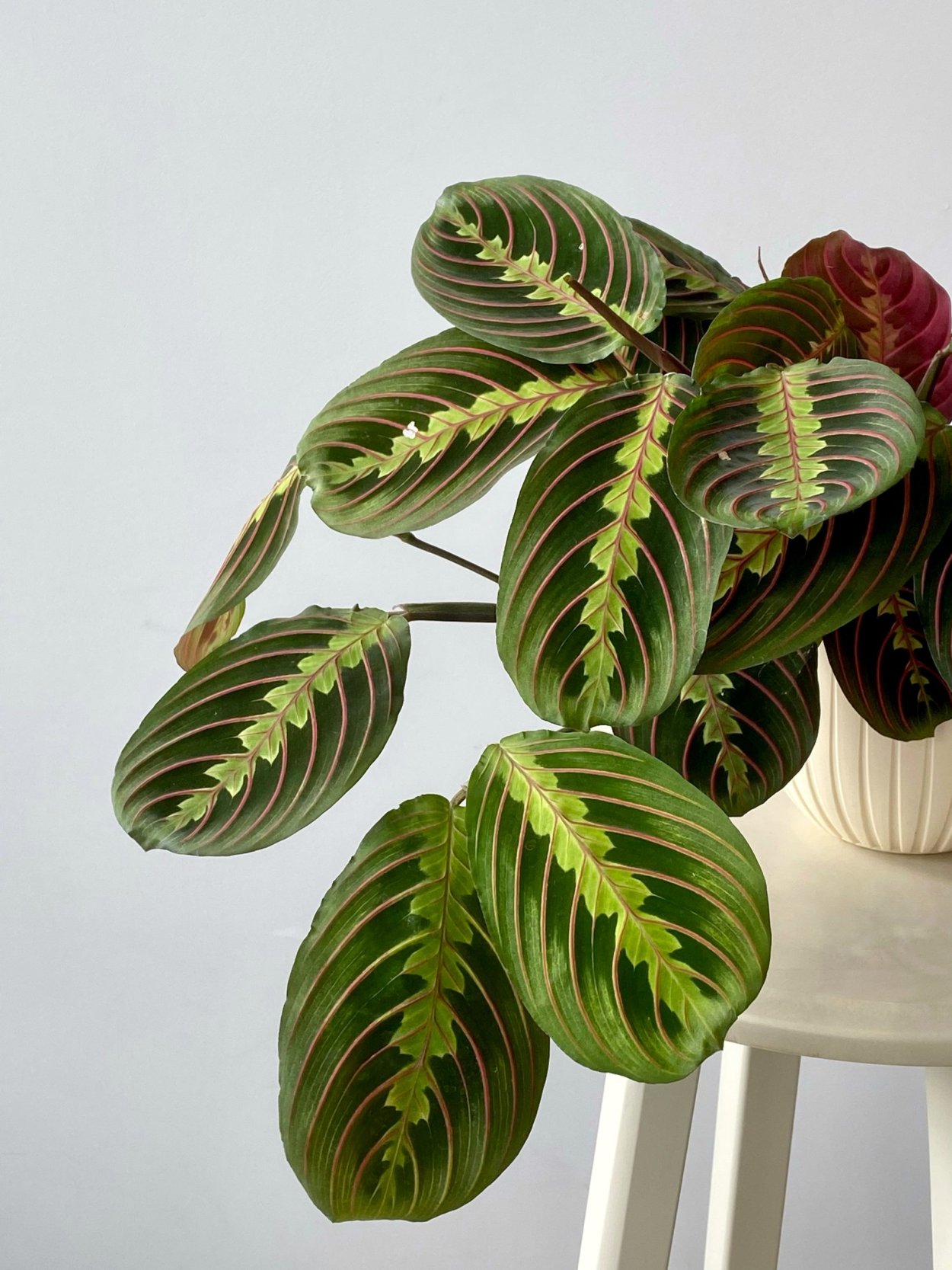 Фикус маранта