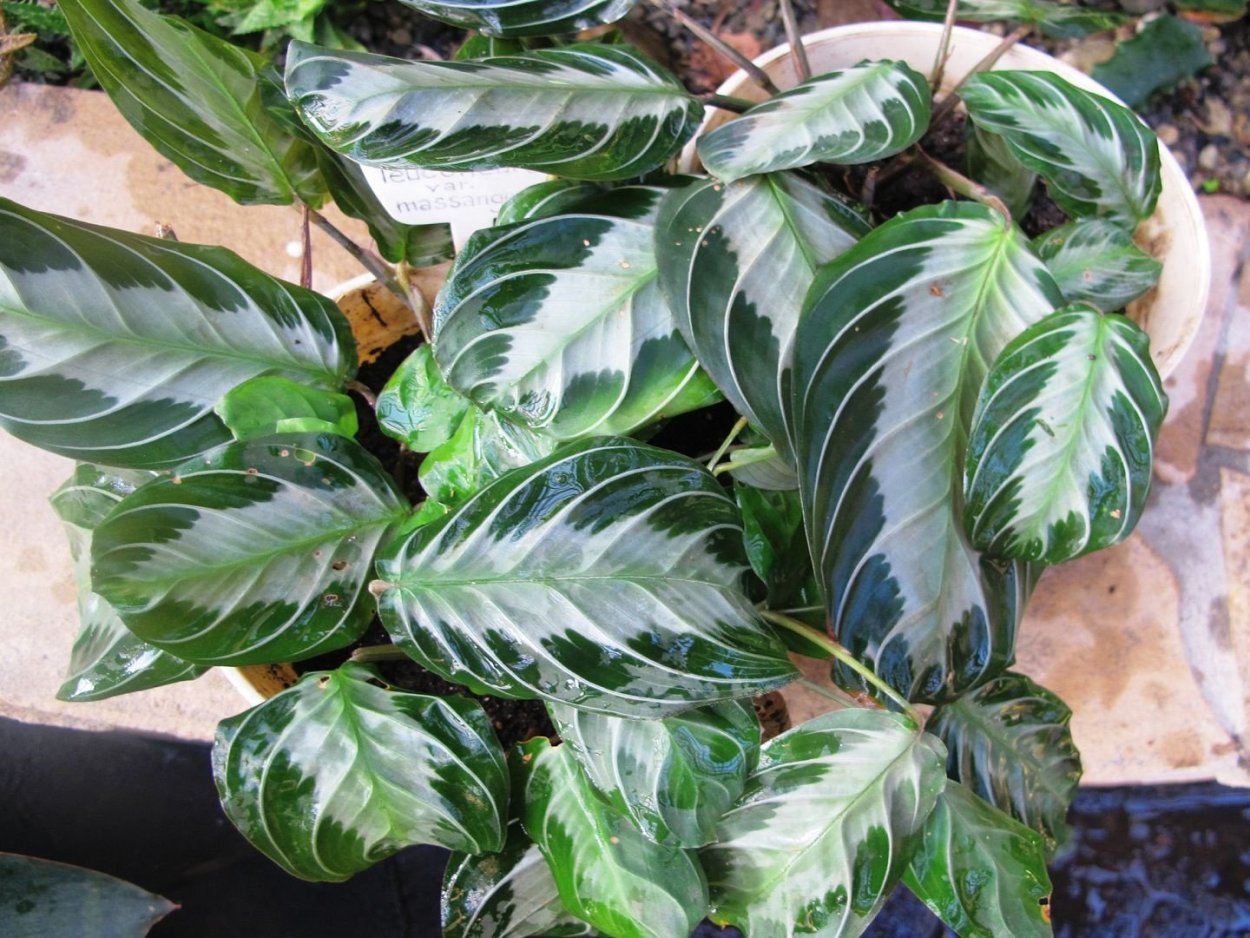 Пестролистая маранта