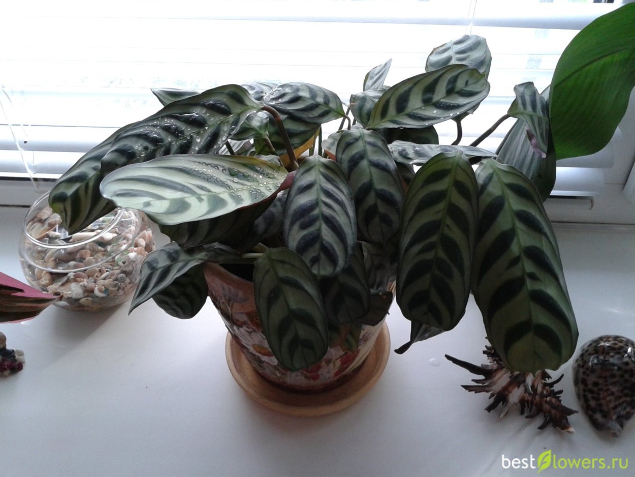 Редкая маранта