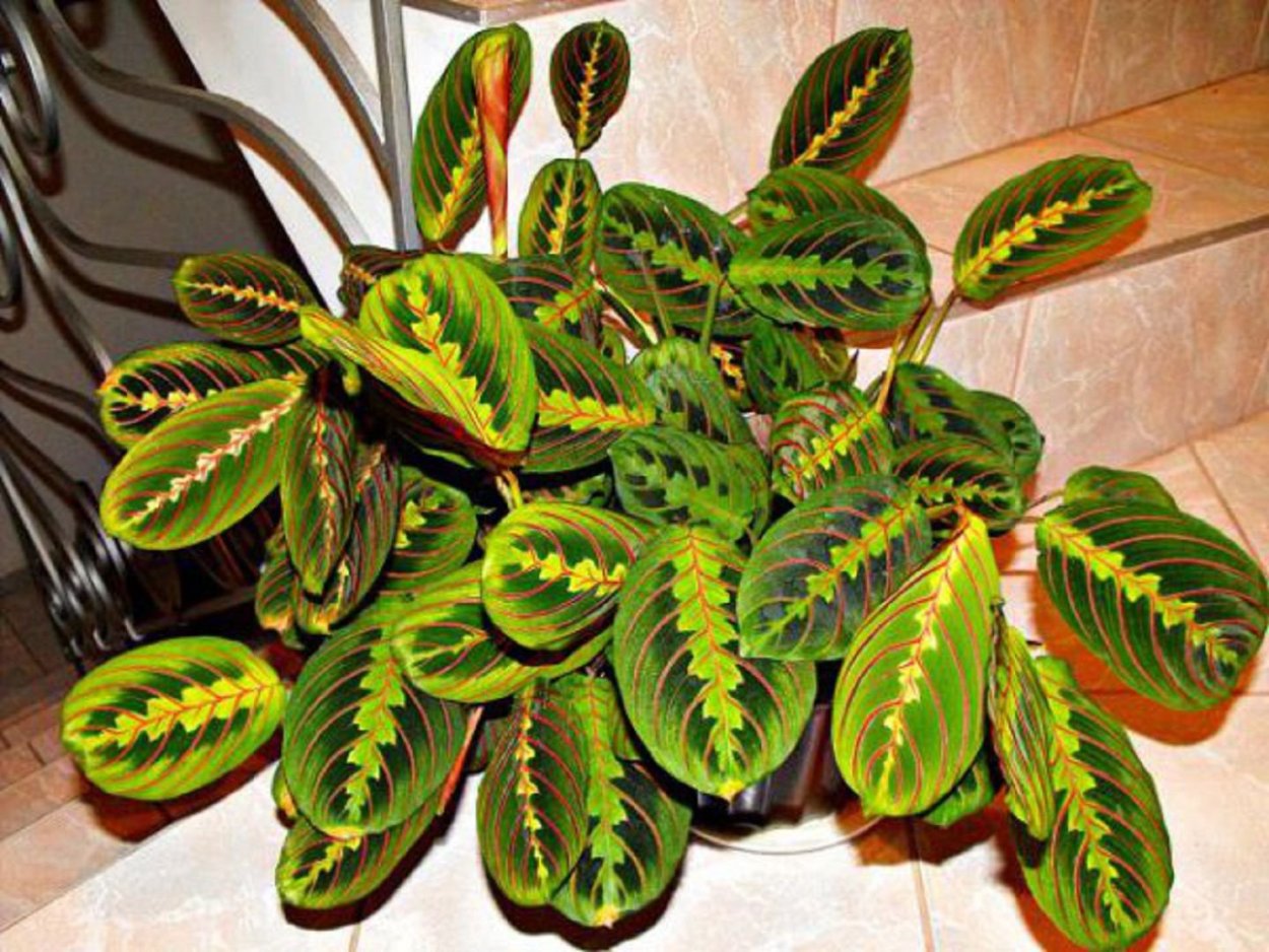 Маранта красножильчатая