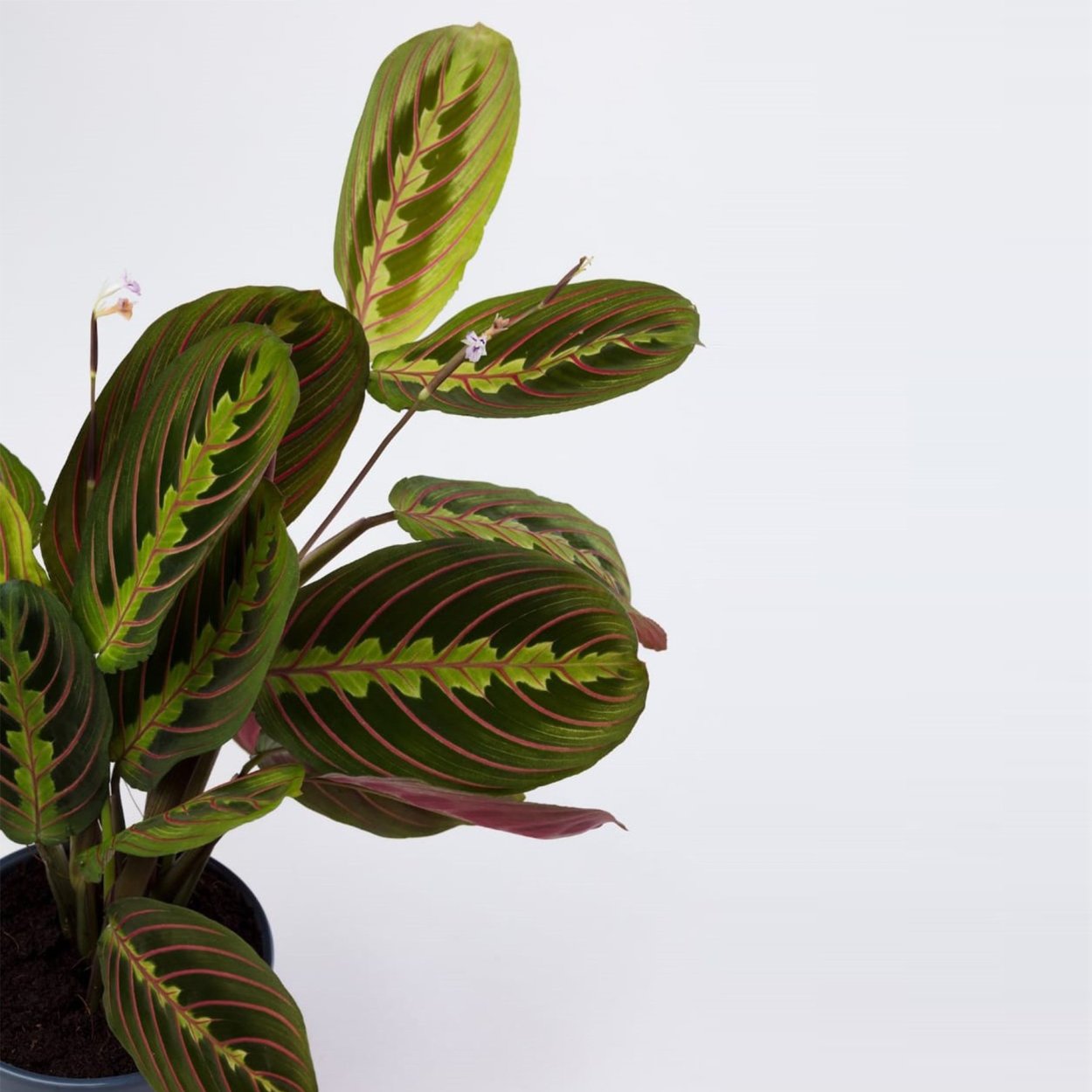 Маранта Эмеральд Бьюти