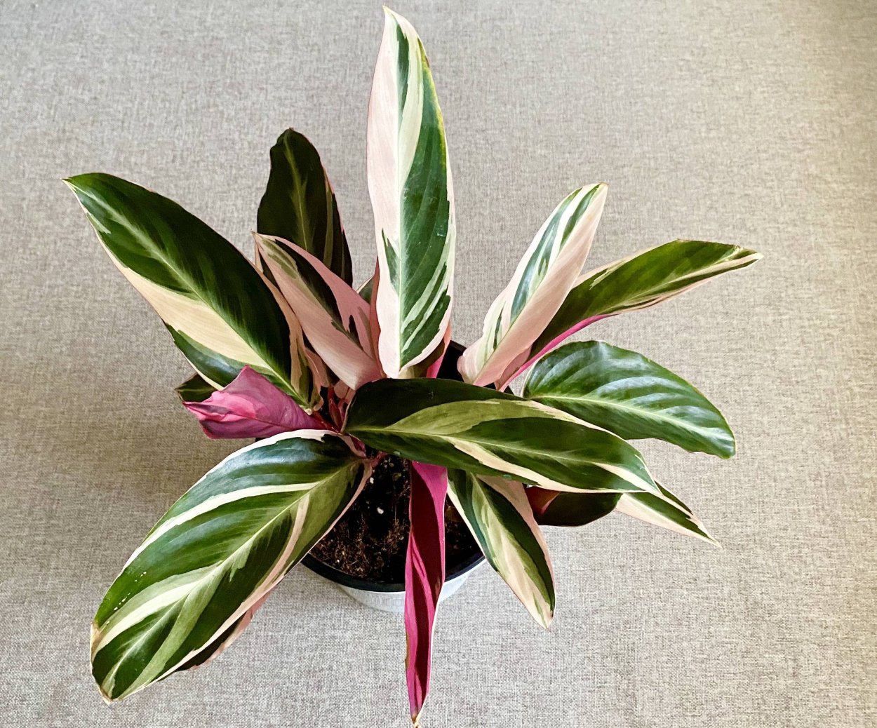 Ктенанта марантовые