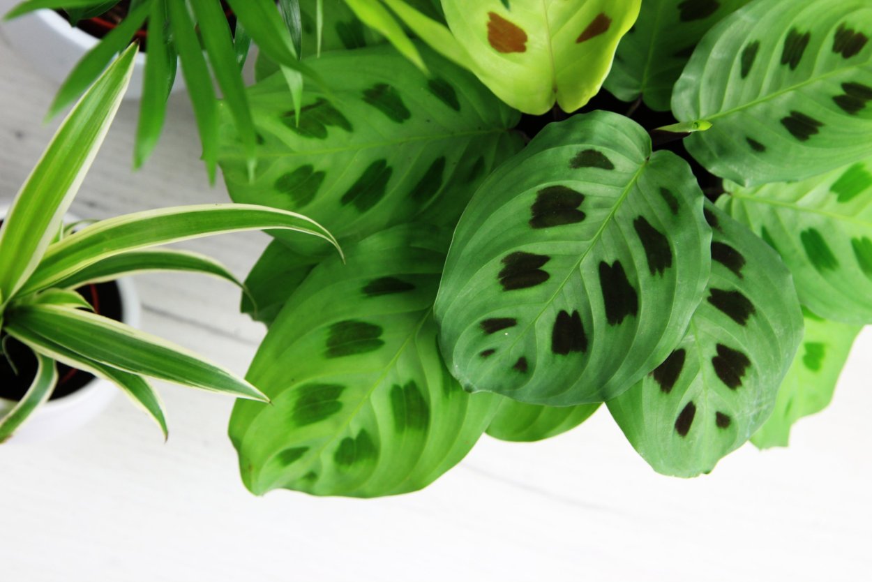 Маранта Керховена (Maranta kerchoveana)