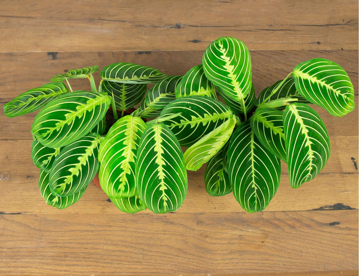 Маранта Lemon