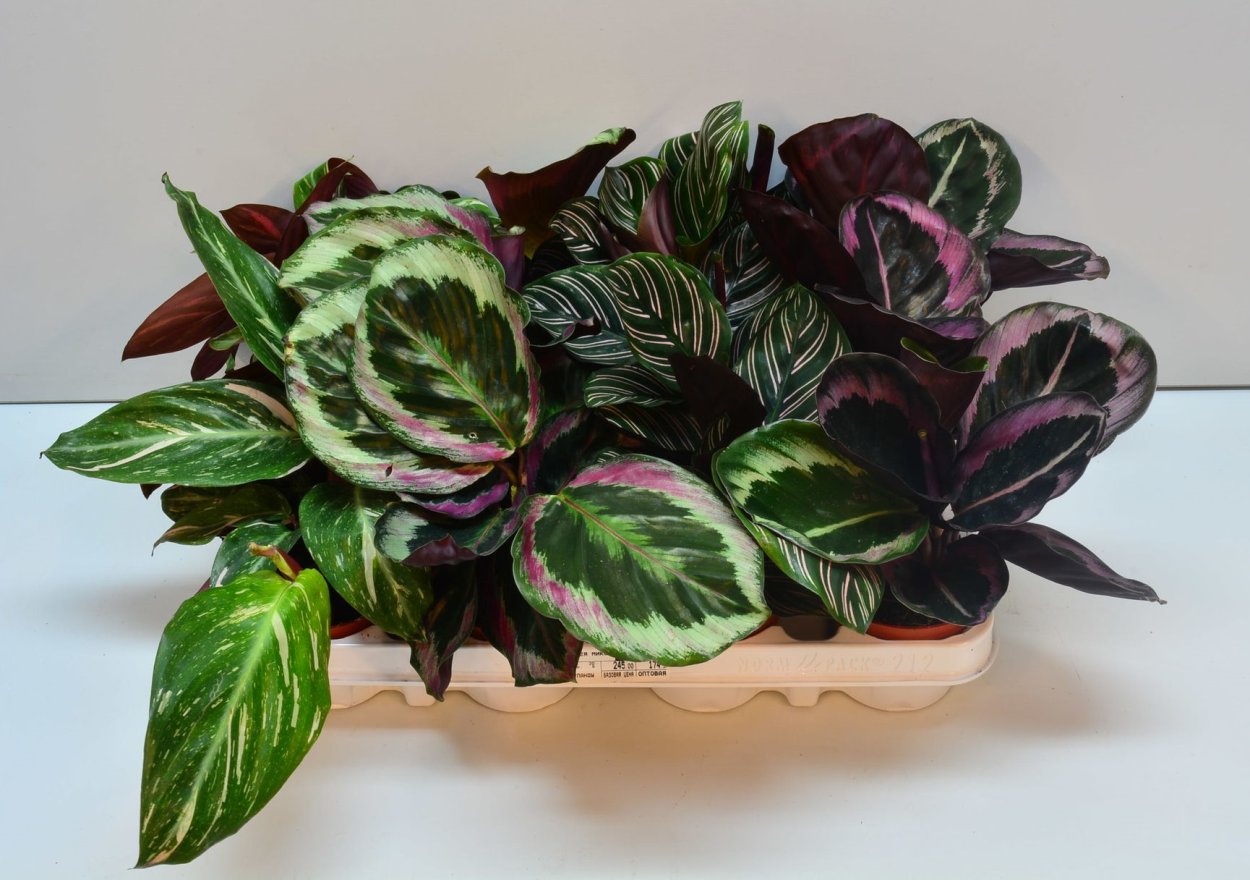 Калатея мраморная