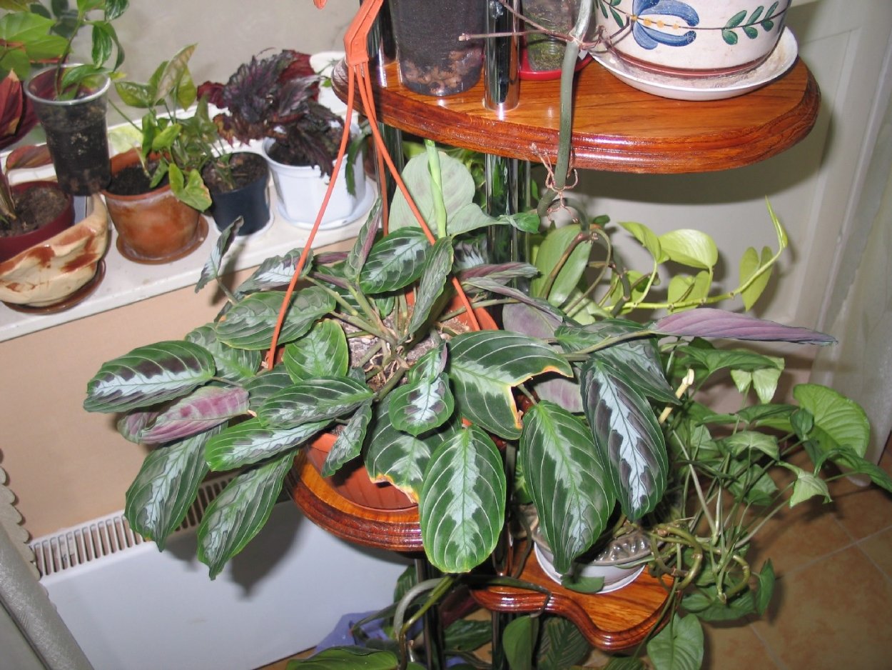 Маранта подвязывать