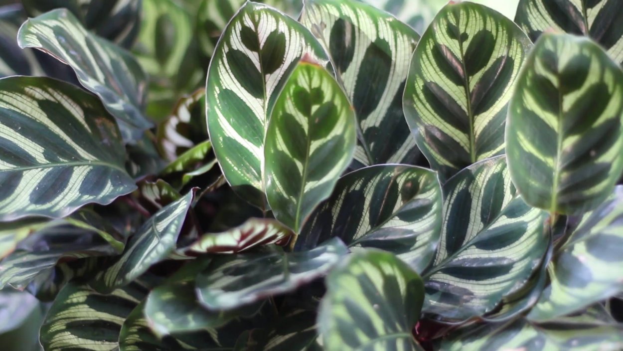 Маранта Вариегата