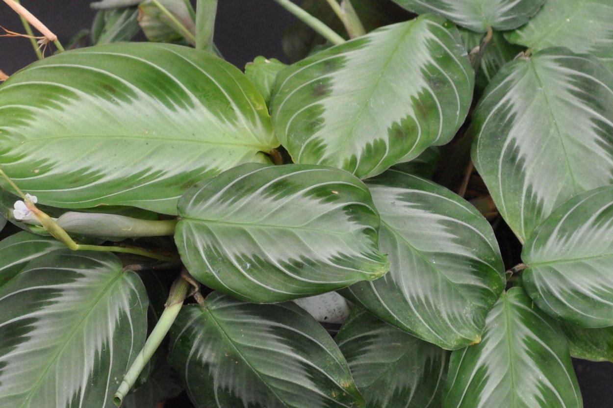 Маранта Сильвер бэнд