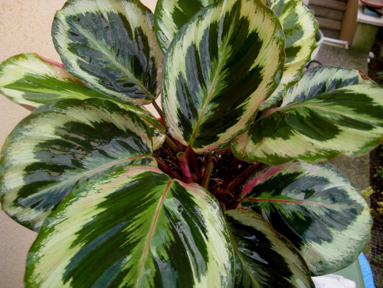 Маранта цветок комнатный