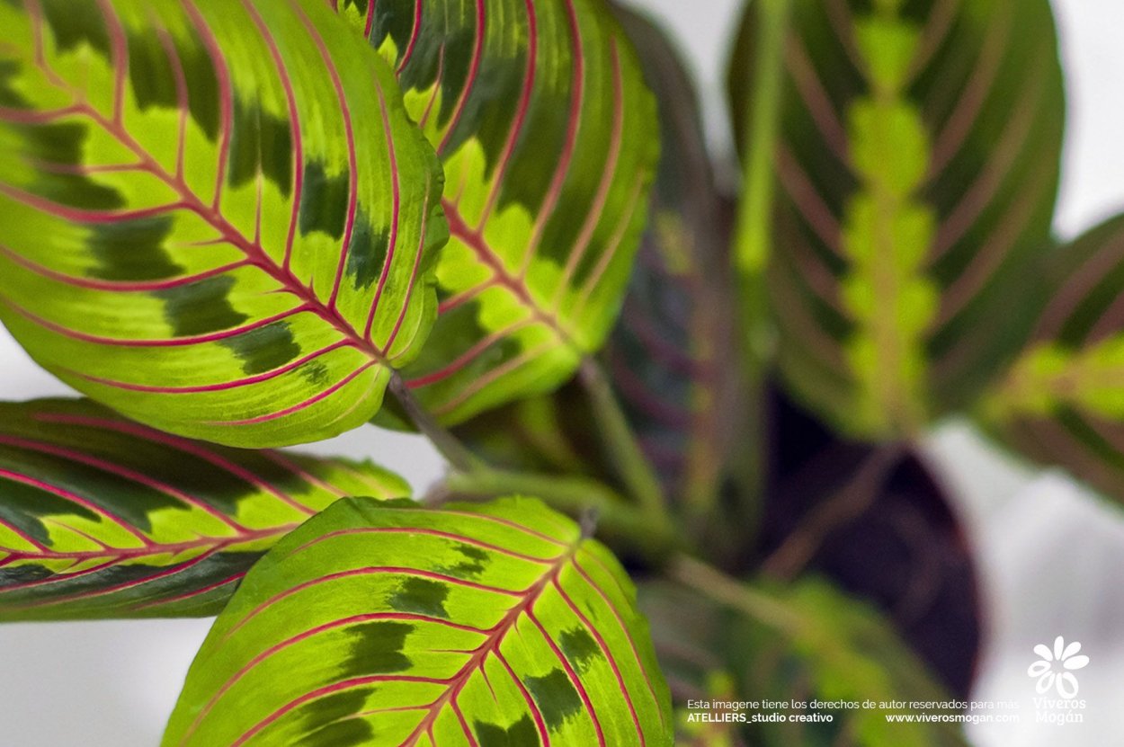 Цветок Триколор маранта