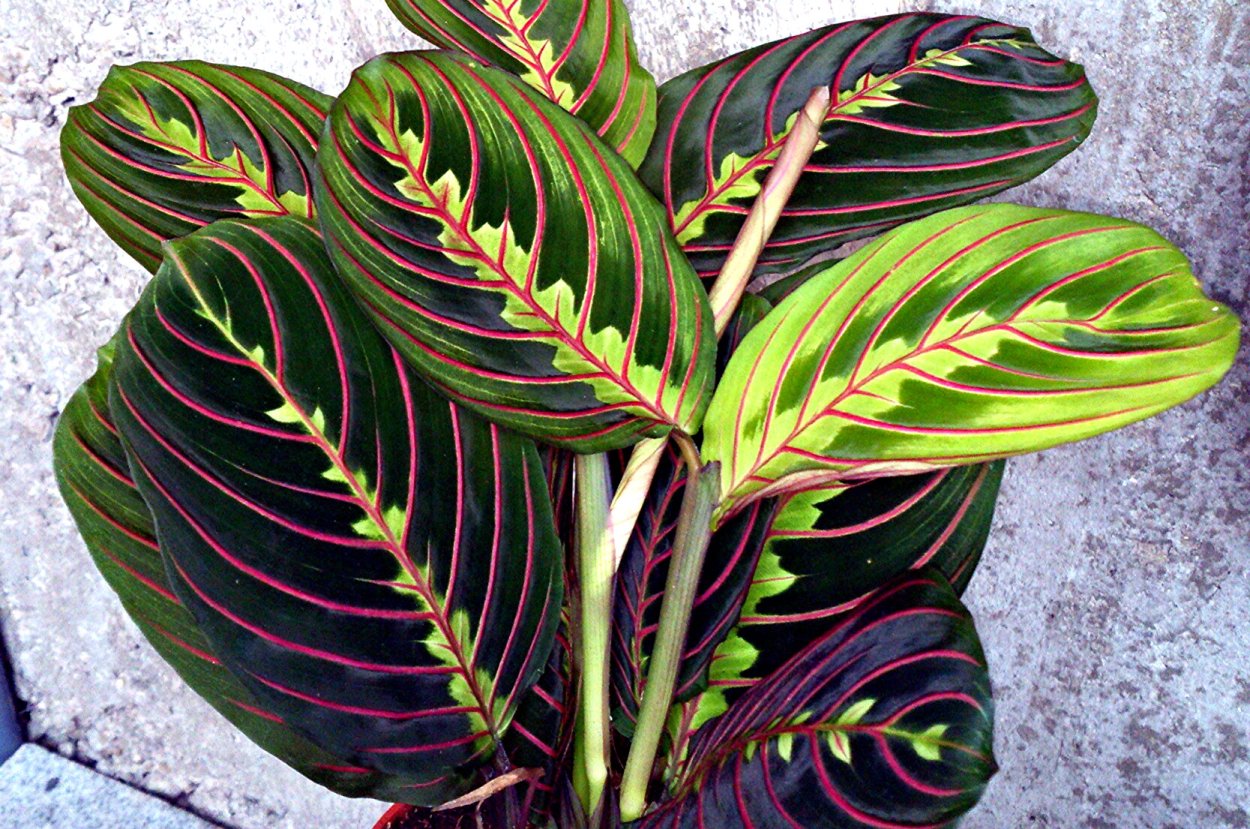 Маранта Массанжа