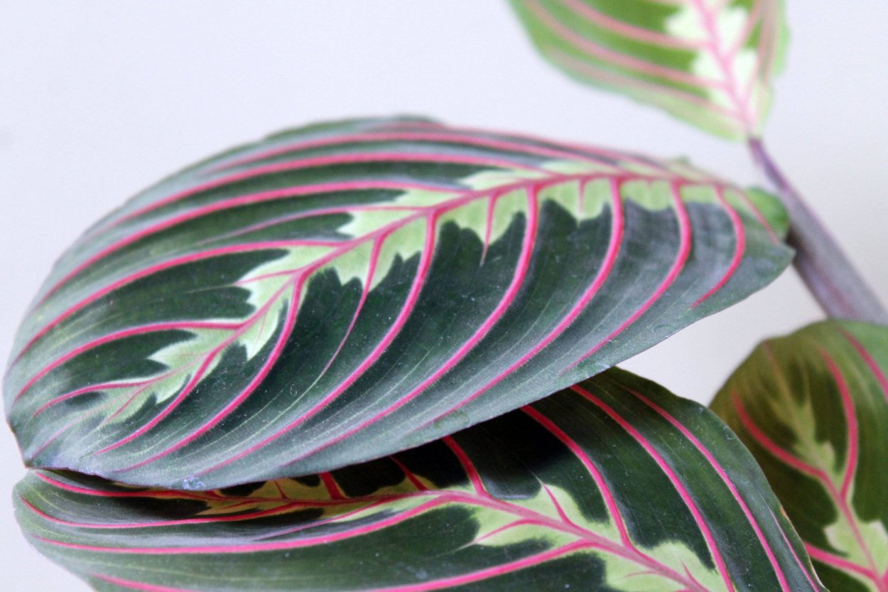 Калатея маранта