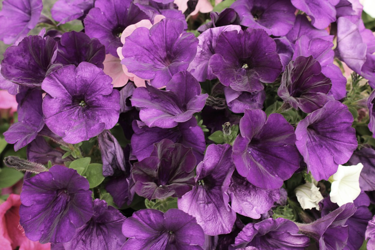 Петуния фиолетовая Каприс