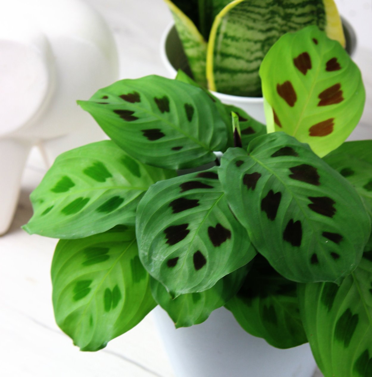 Маранта Массанжа