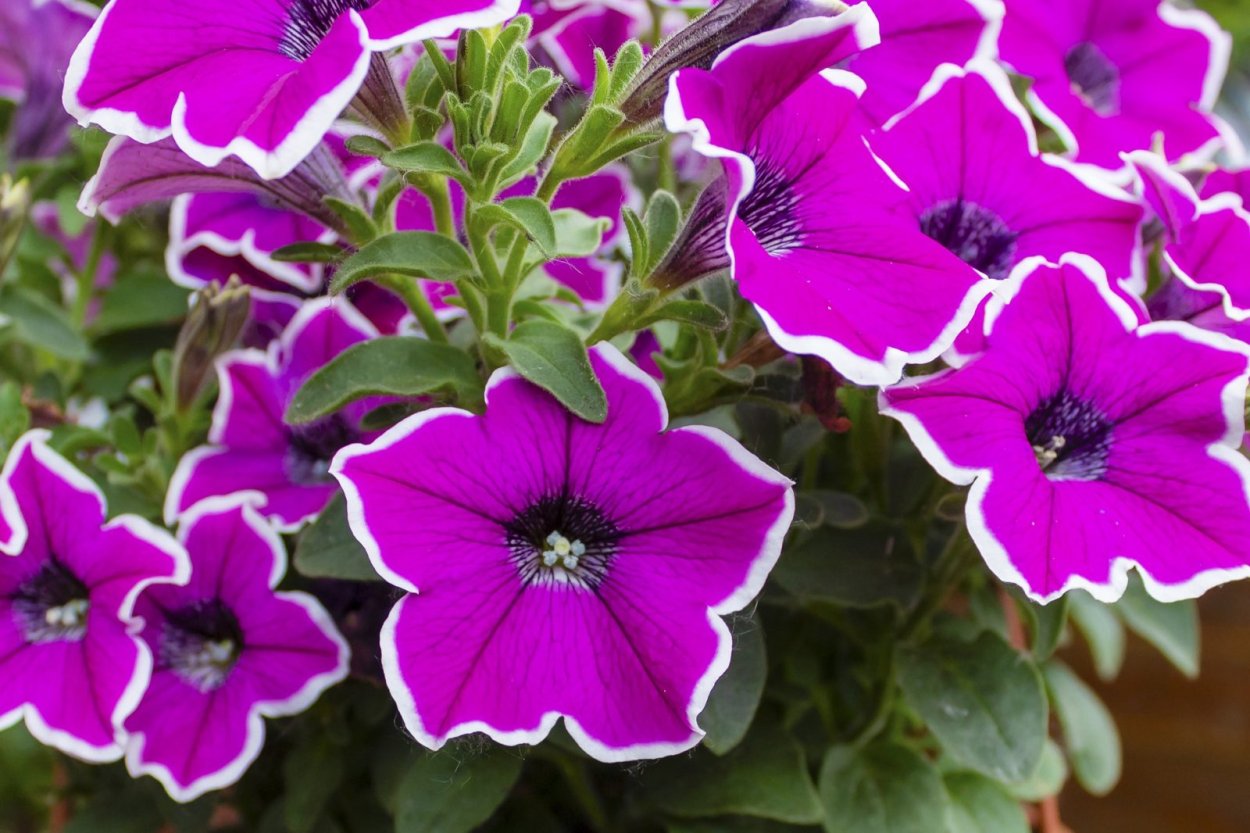 Мини петуния Синдерелла f1 ред Вейнед