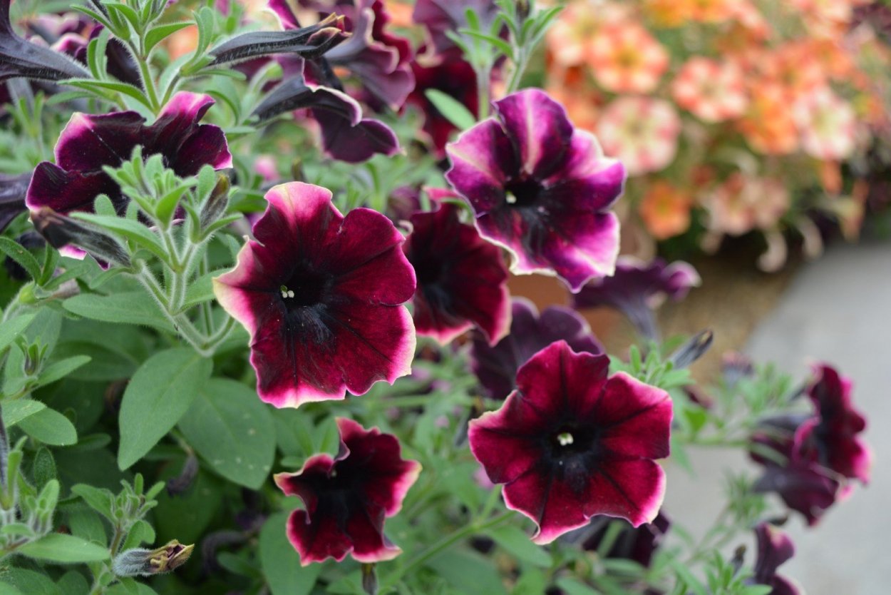 Петуния крейзитуния блэкберри чизкейк