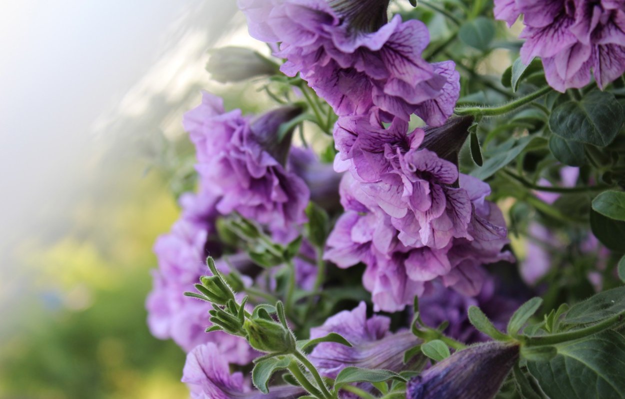 Цветы картинки