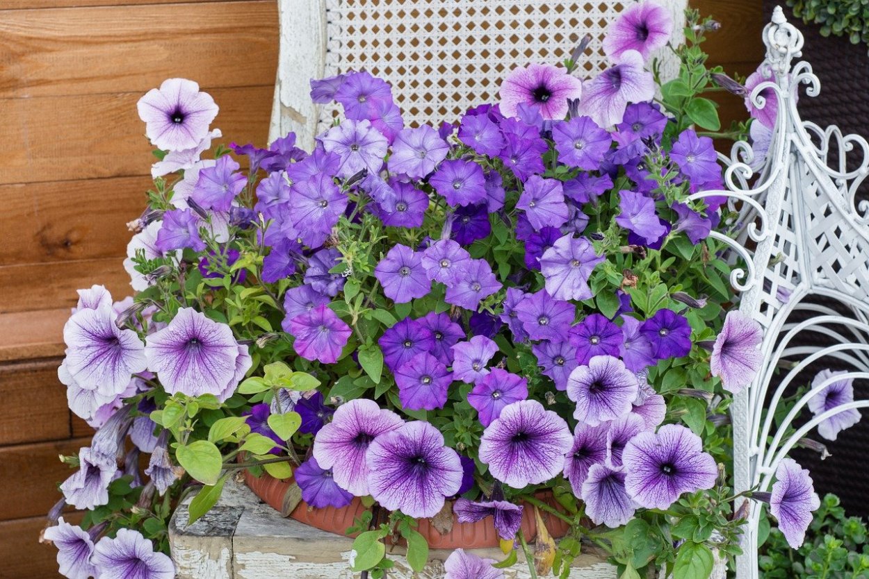 Петуния Аладдин оранж