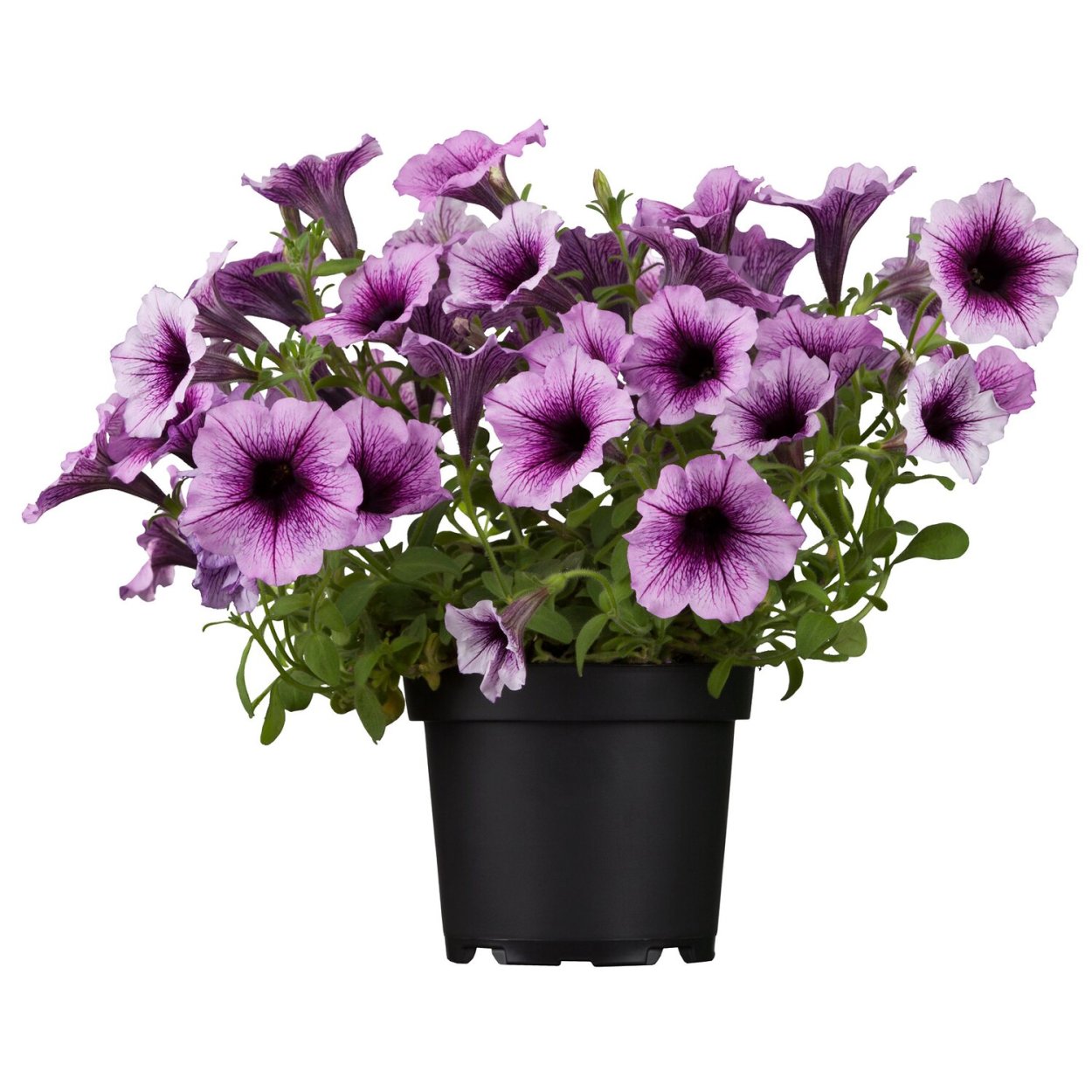 Петуния Potunia Plus Red