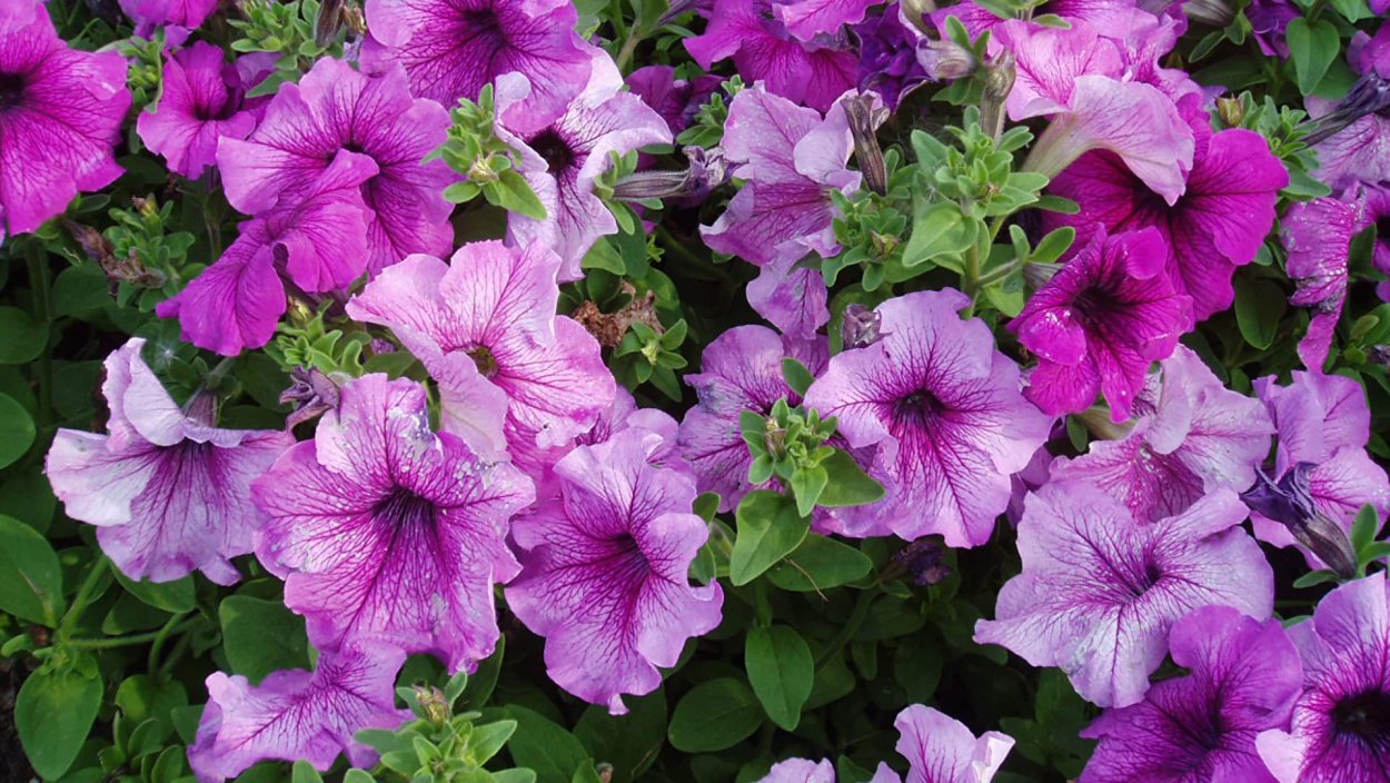 Петуния грандифлора Дэдди орхид