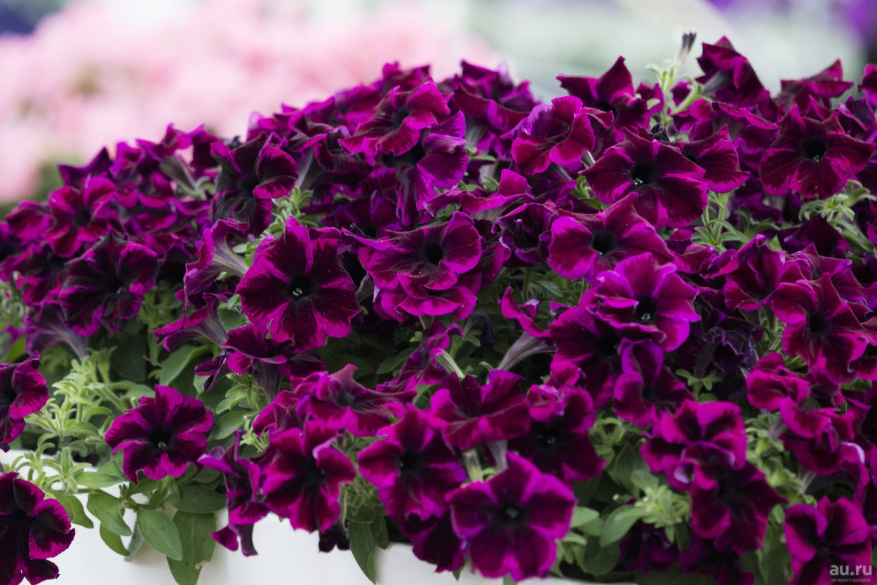 Петуния Crazytunia Cosmic Purple