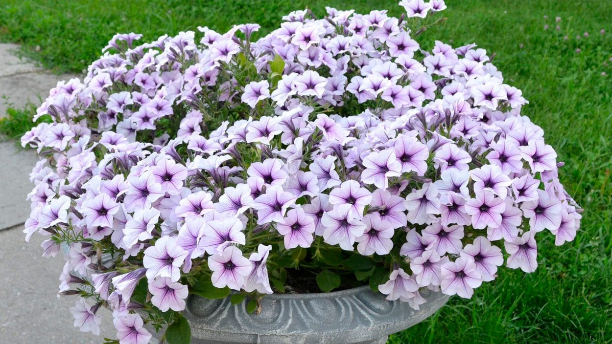 Петуния ампельная гибридная Tidal Wave f1 Purple