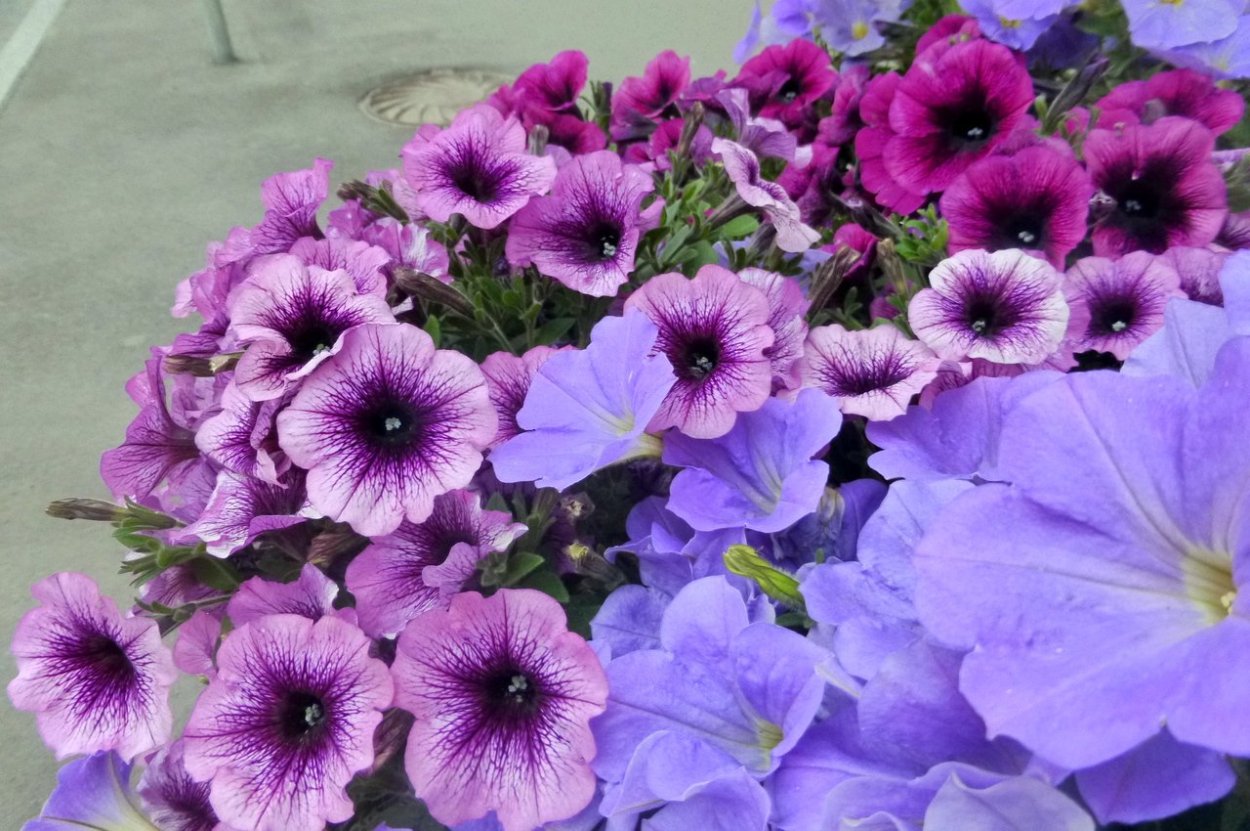 Петуния летний восторг