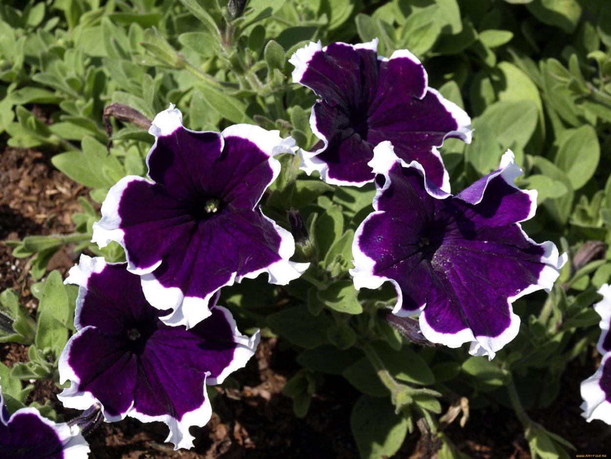 Петуния Crazytunia Blue Picotee