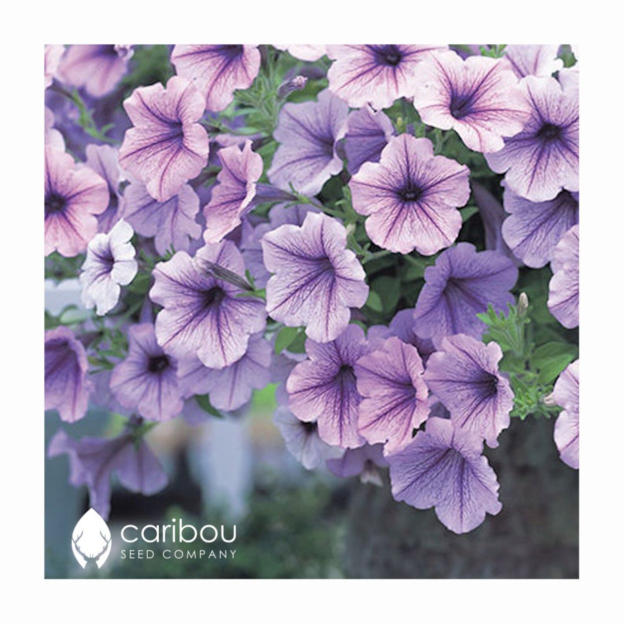 Петуния ампельная опера Лилак айс